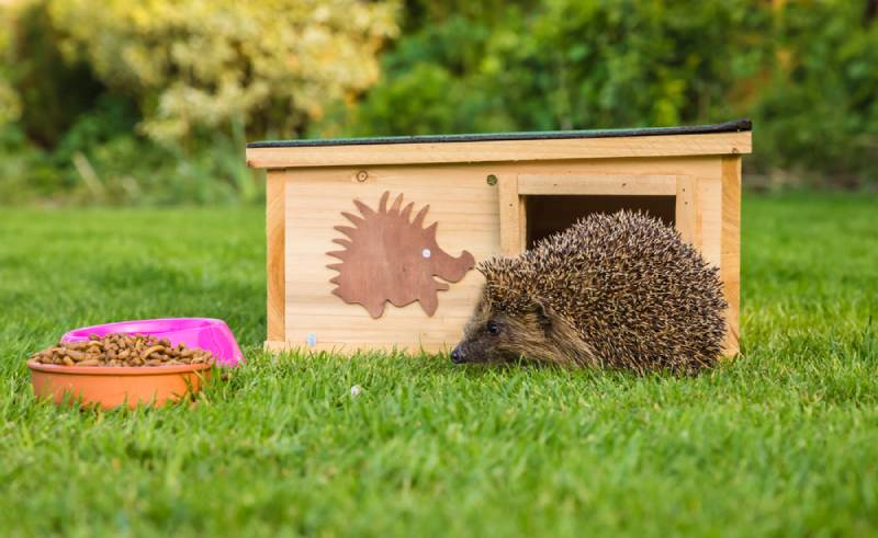 hedgehog is in a garden with food and water and also a hedgehog house