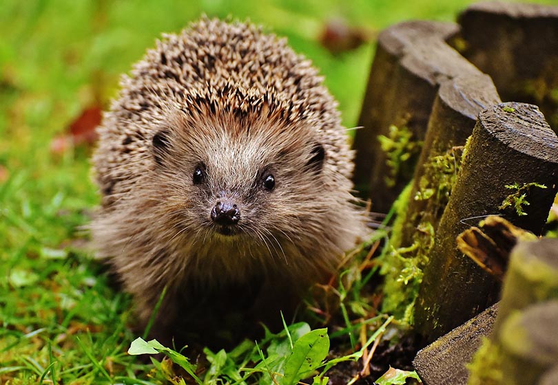 hedgehog on grass