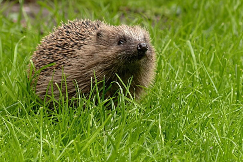 hedgehog on grass_Oldiefan_Pixabay