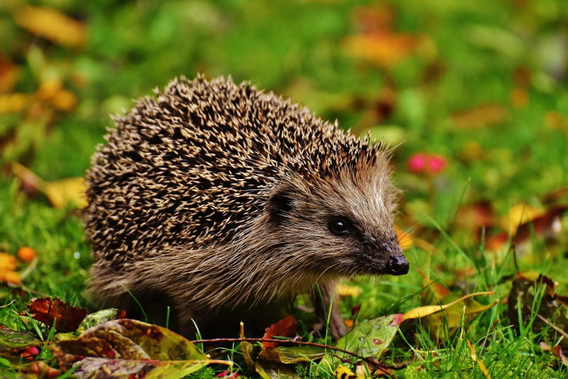 hedgehog on the grass