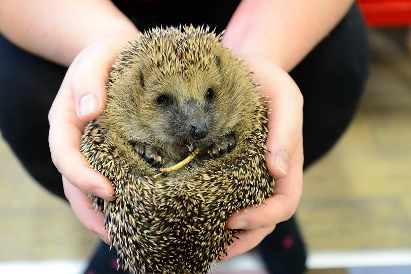 hedgehog_ilegalni, Pixabay