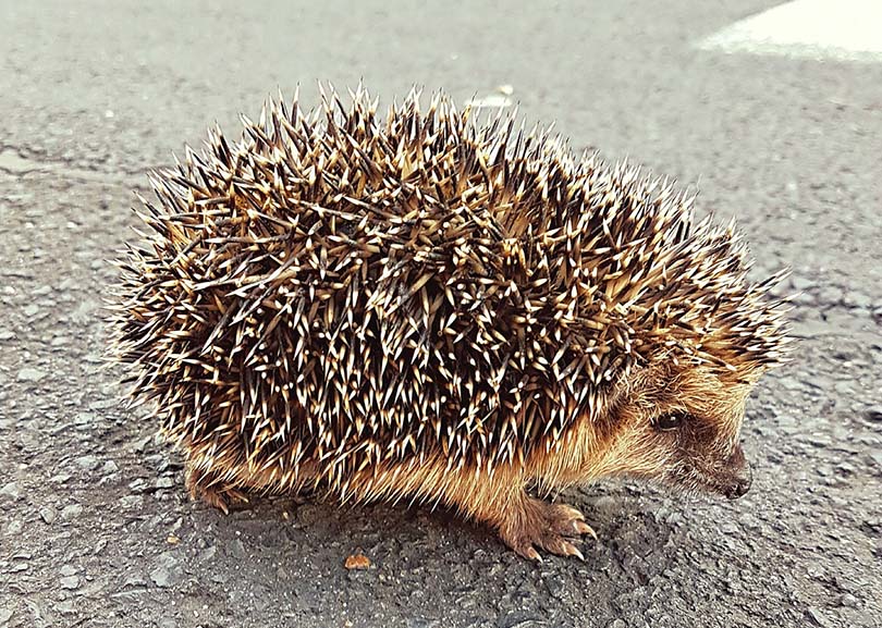 hedgehog quills standing up