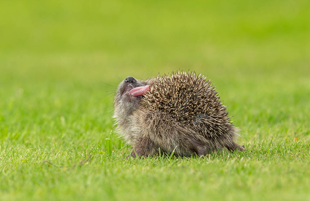 Hedgehog self-annointing outdoors