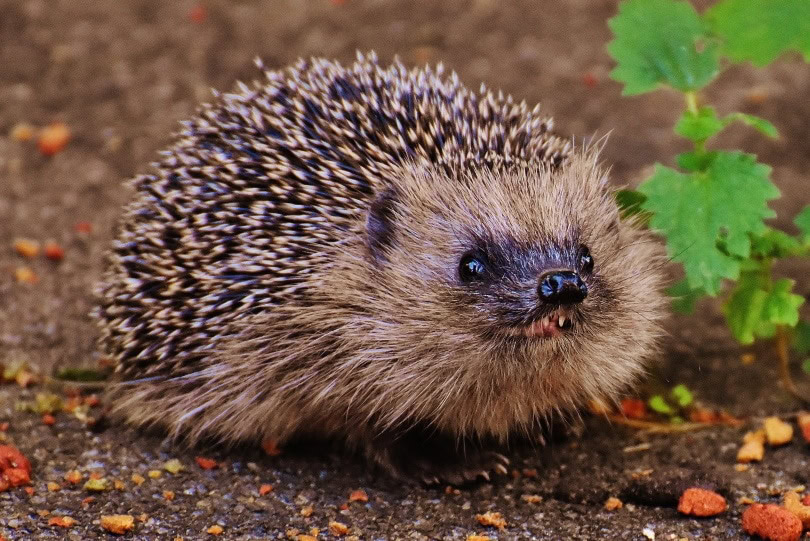 hedgehog wild