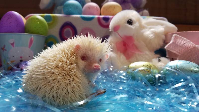 hedgehog with a bunny stuff toy at the back for easter egg hunt