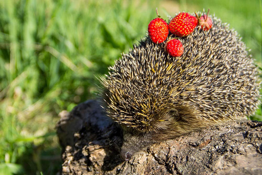 hedgehog with strawberries