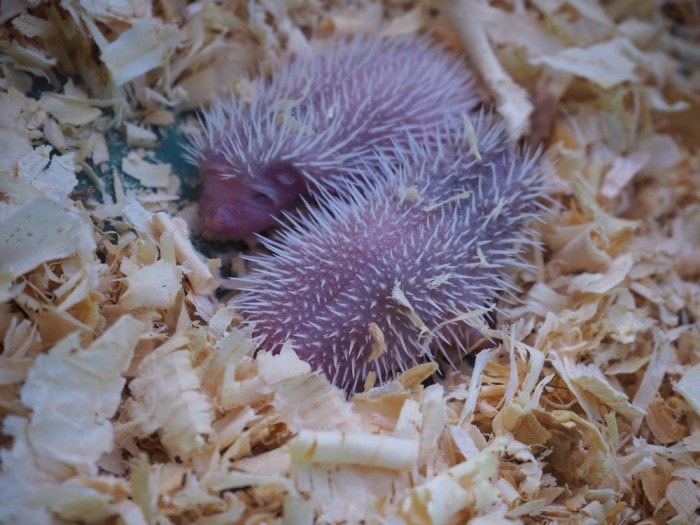 hedgehog. baby hedgehog Newborn 4 days