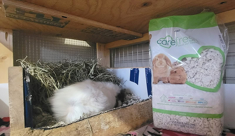 helathy pet carefresh bedding bag in cage with buttercup