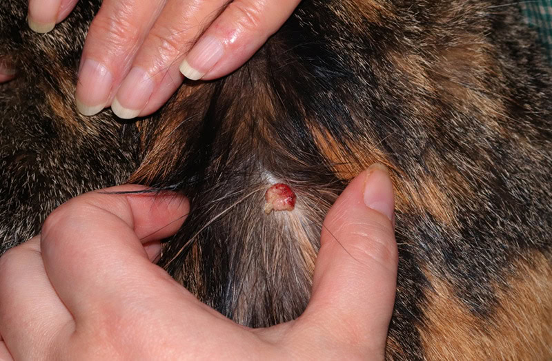 hemangiosarcoma in a cat