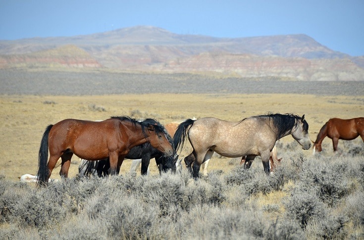 herd of mustangs