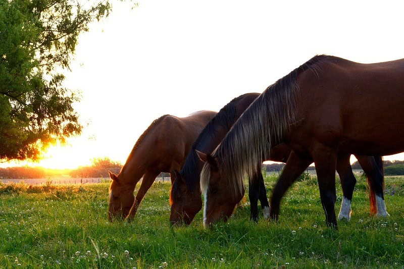 herd_horses