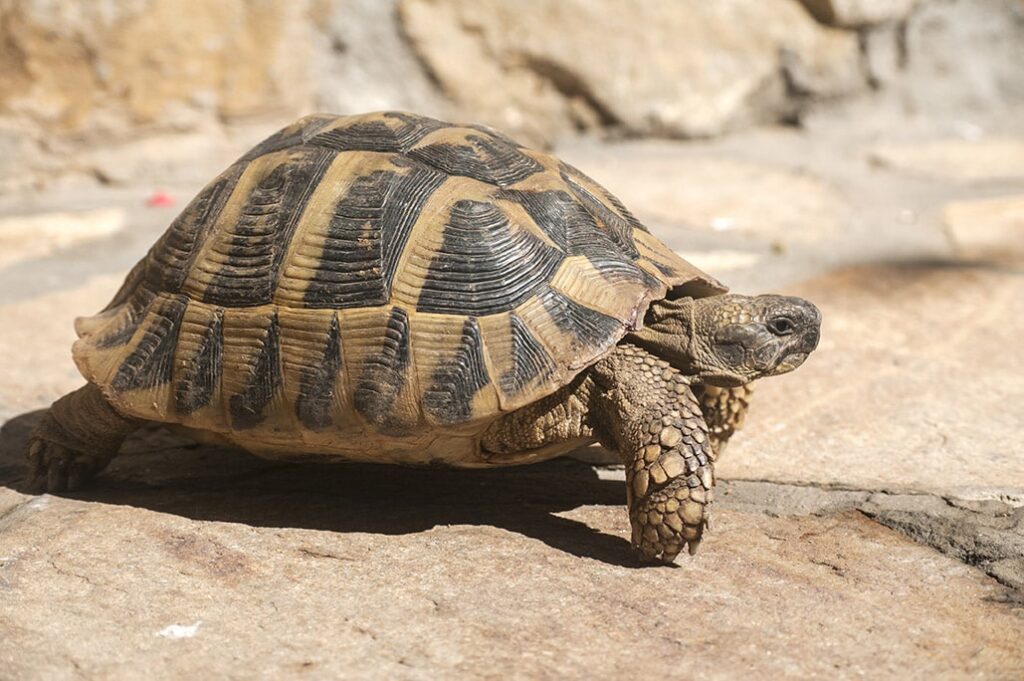 hermann's tortoise