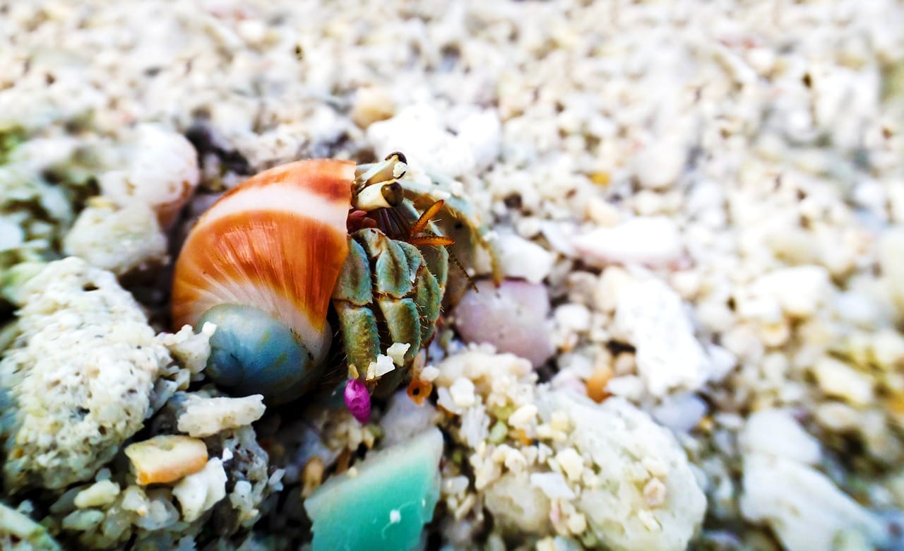hermit crab burrowing