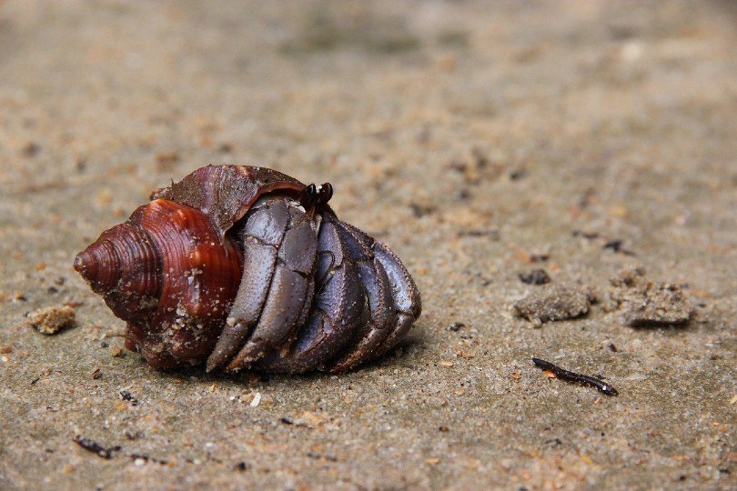 hermit crab crawling out its shell