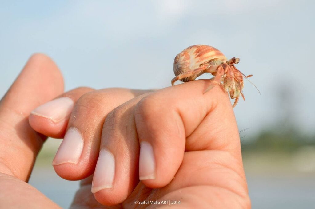 hermit crab in person's hand