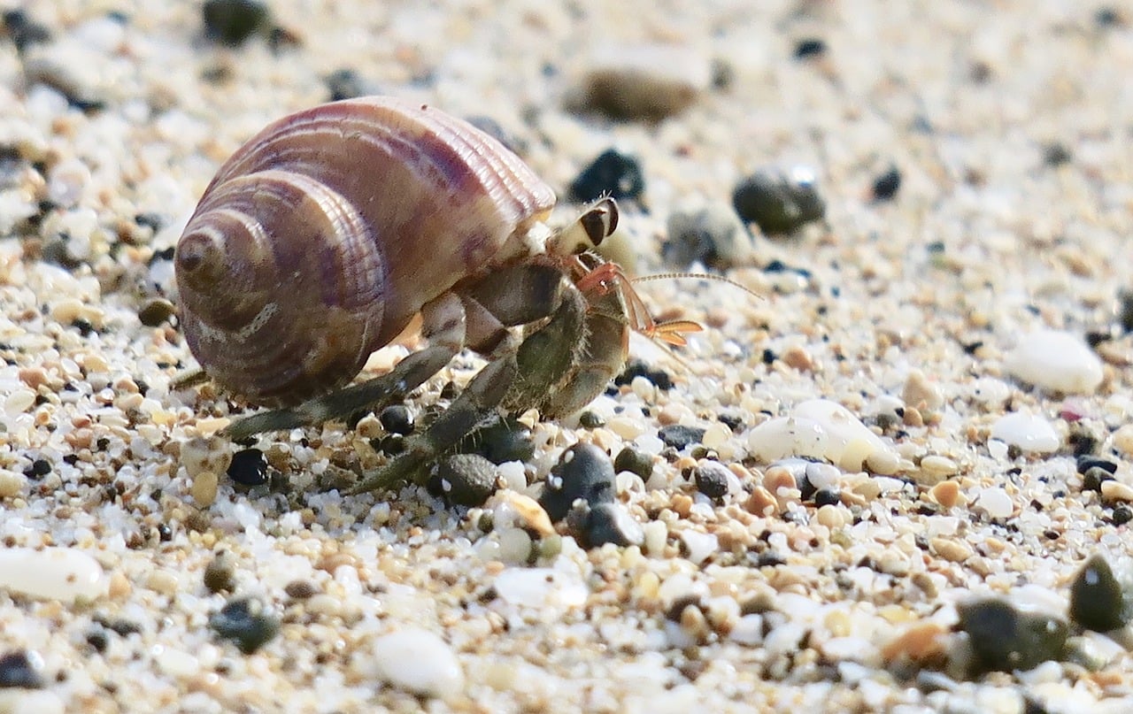 hermit crab in sand