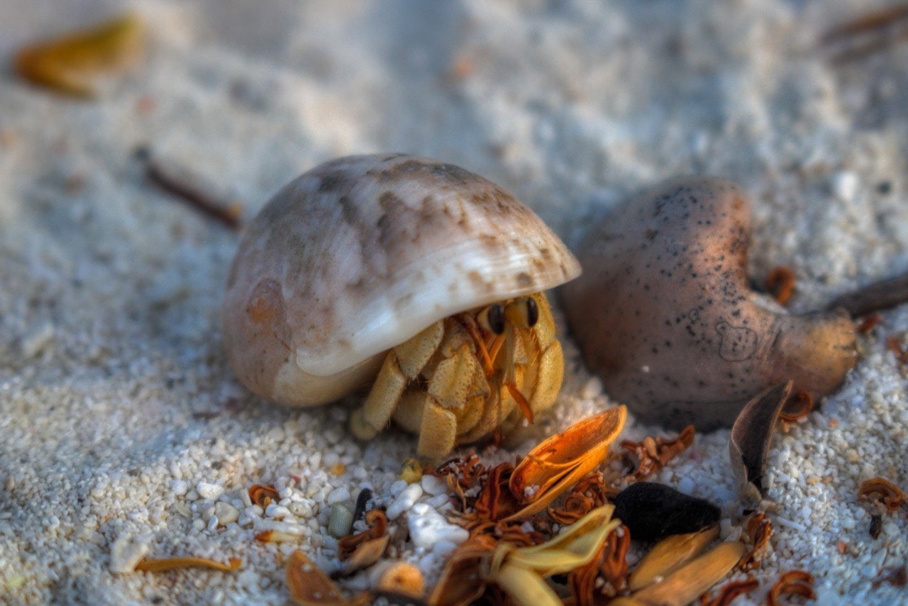 hermit crab in the sand