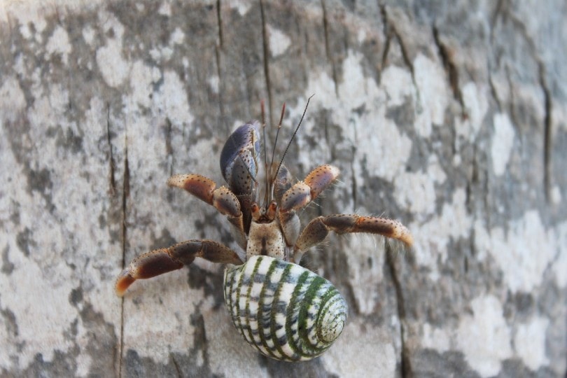 hermit crab in the wild