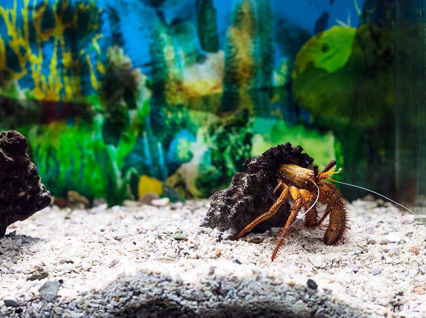 hermit crab inside tank