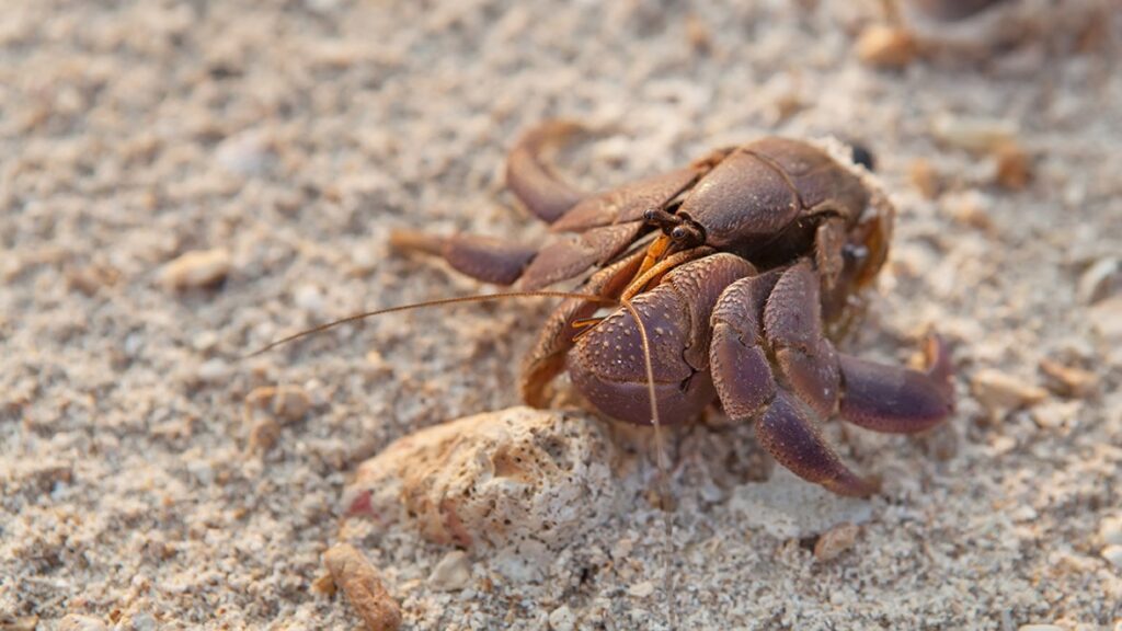 hermit crab without shell