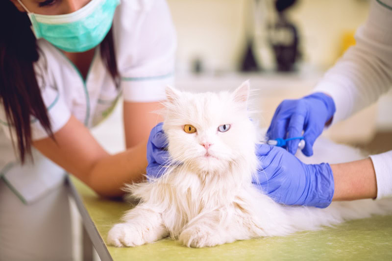 heterochormia (two color eyes) cat recieving vaccine