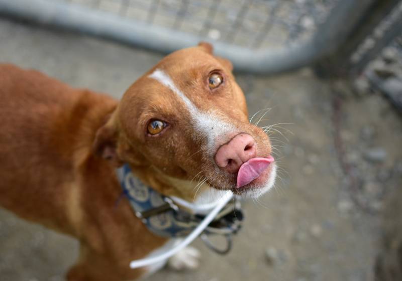 high angle shot of a brown Austrian pinscher dog looking up outdoors