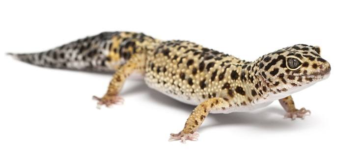 high yellow leopard gecko