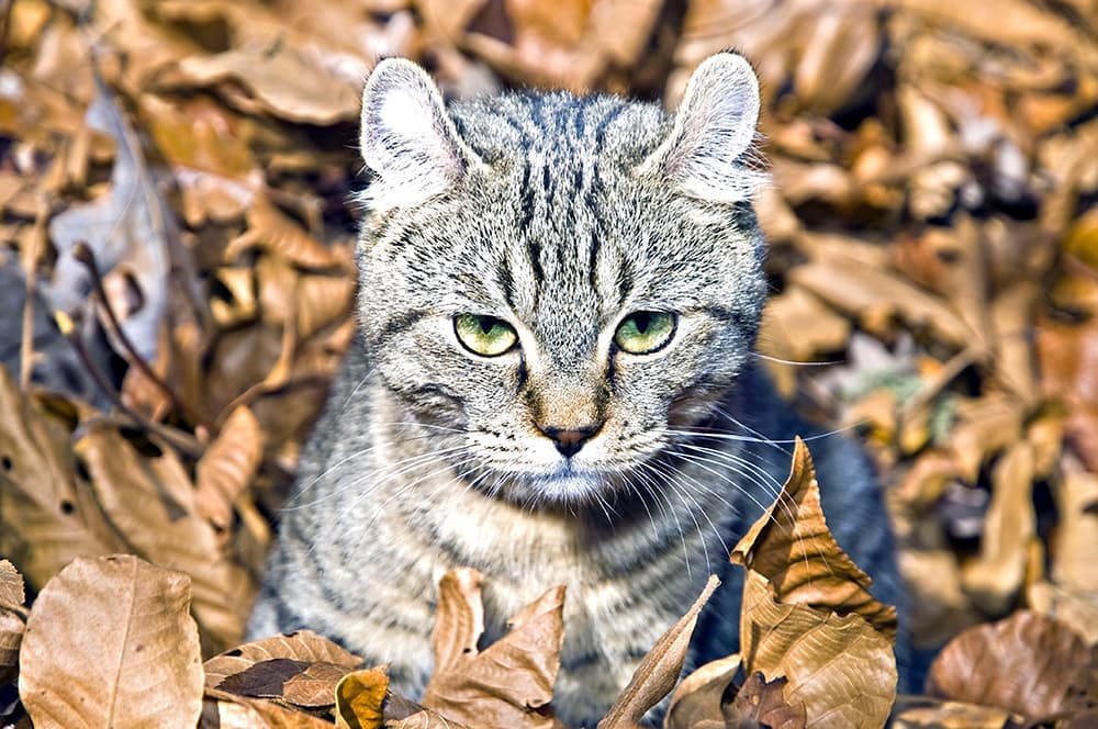 highland lynx cat up close