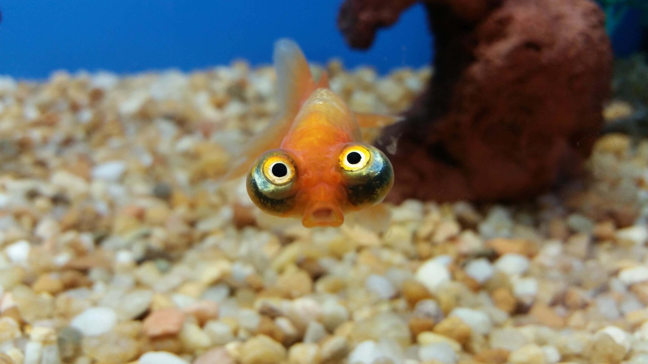 hilarious fish face expression_shutterstock_C N Elliott