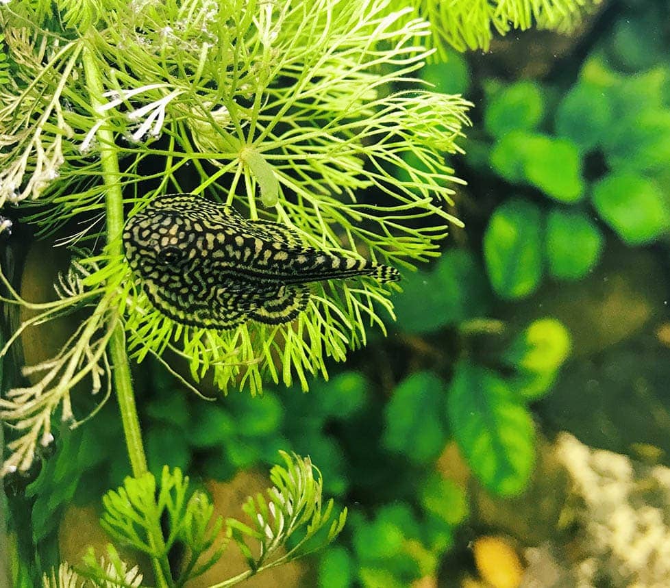 hillstream loach in water plant
