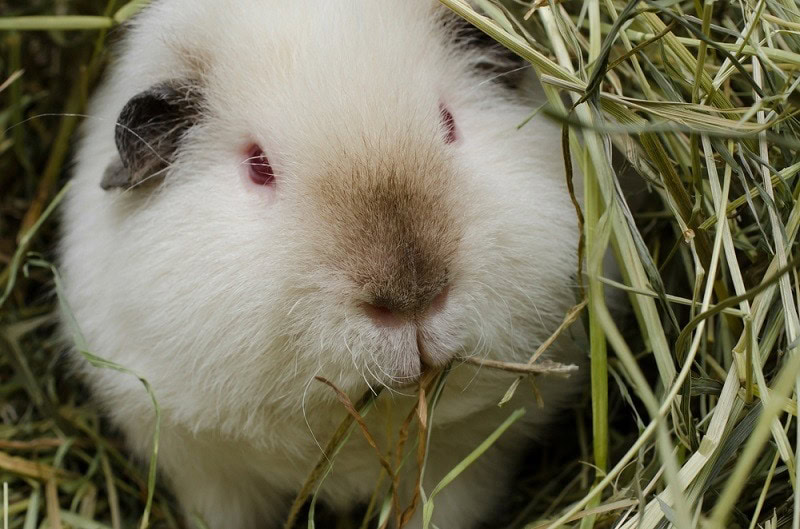 himalayan guinea pig eating hay