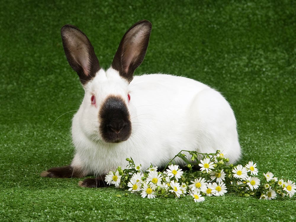 Himalayan rabbit with daisies