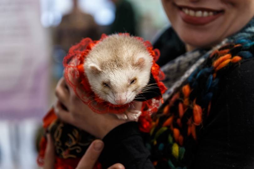holding ferret III_Peryn22_Shutterstock