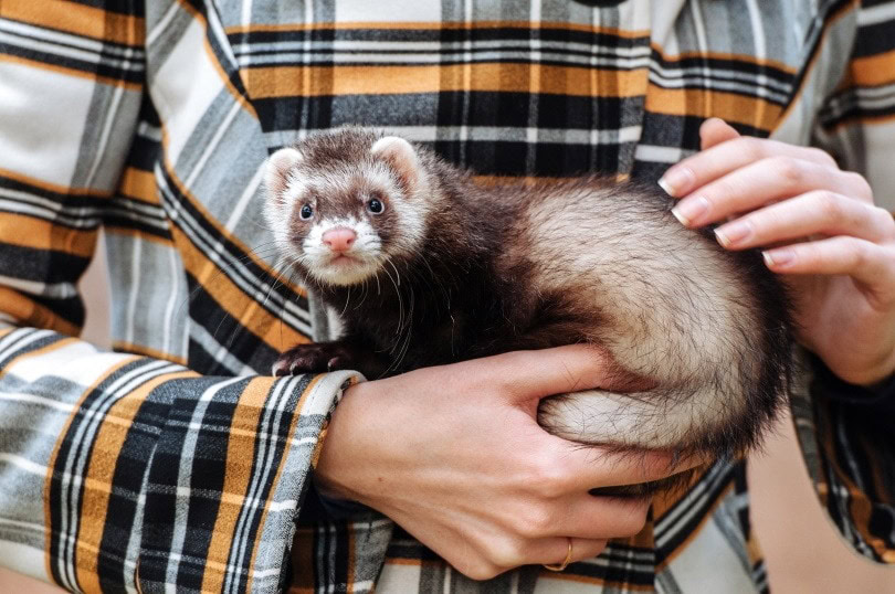 holding ferret II_Mitskevich Uladzimir_Shutterstock