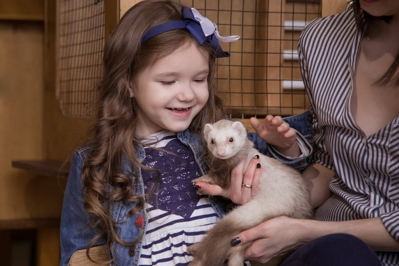 holding ferret