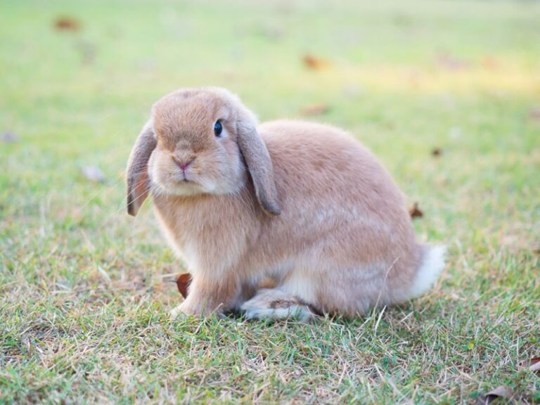 How To Introduce a Cat to a Rabbit: 6 Easy Vet Approved Tips & FAQ ...