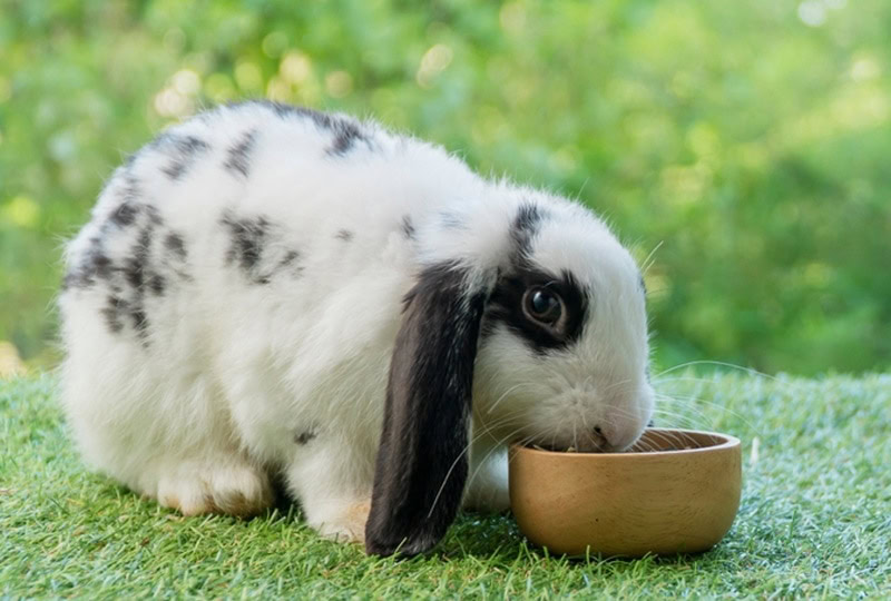 holland lop rabbit eating