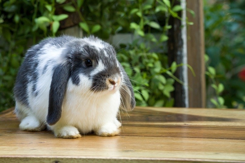holland-lop-rabbit-on-the-wood-floor_artemisphoto_shutterstock