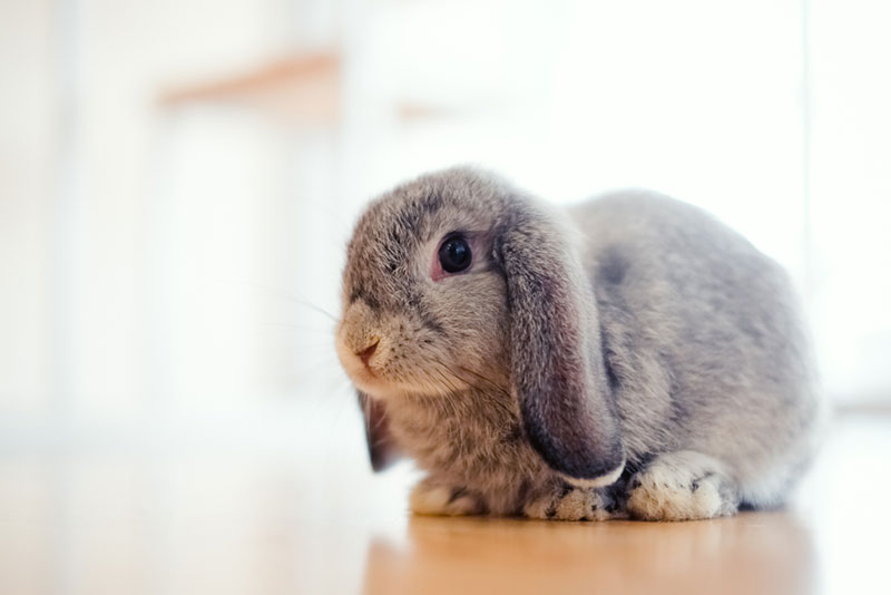 holland lop rabbit on wooden floor