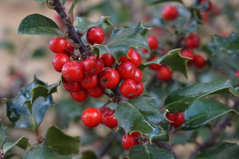 holly plant