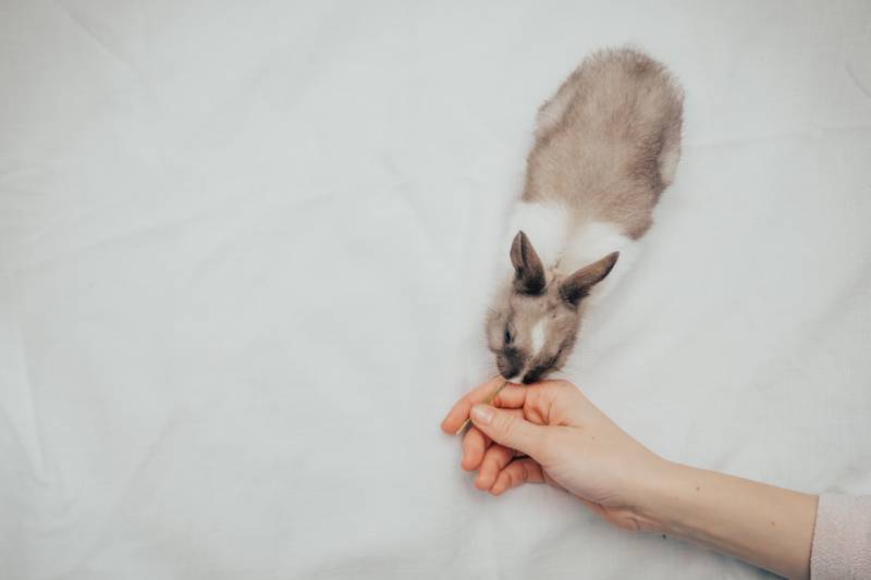 home little bunny smelling hand