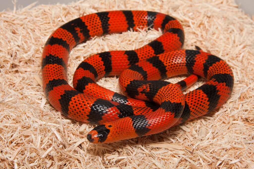Honduran Milk Snake