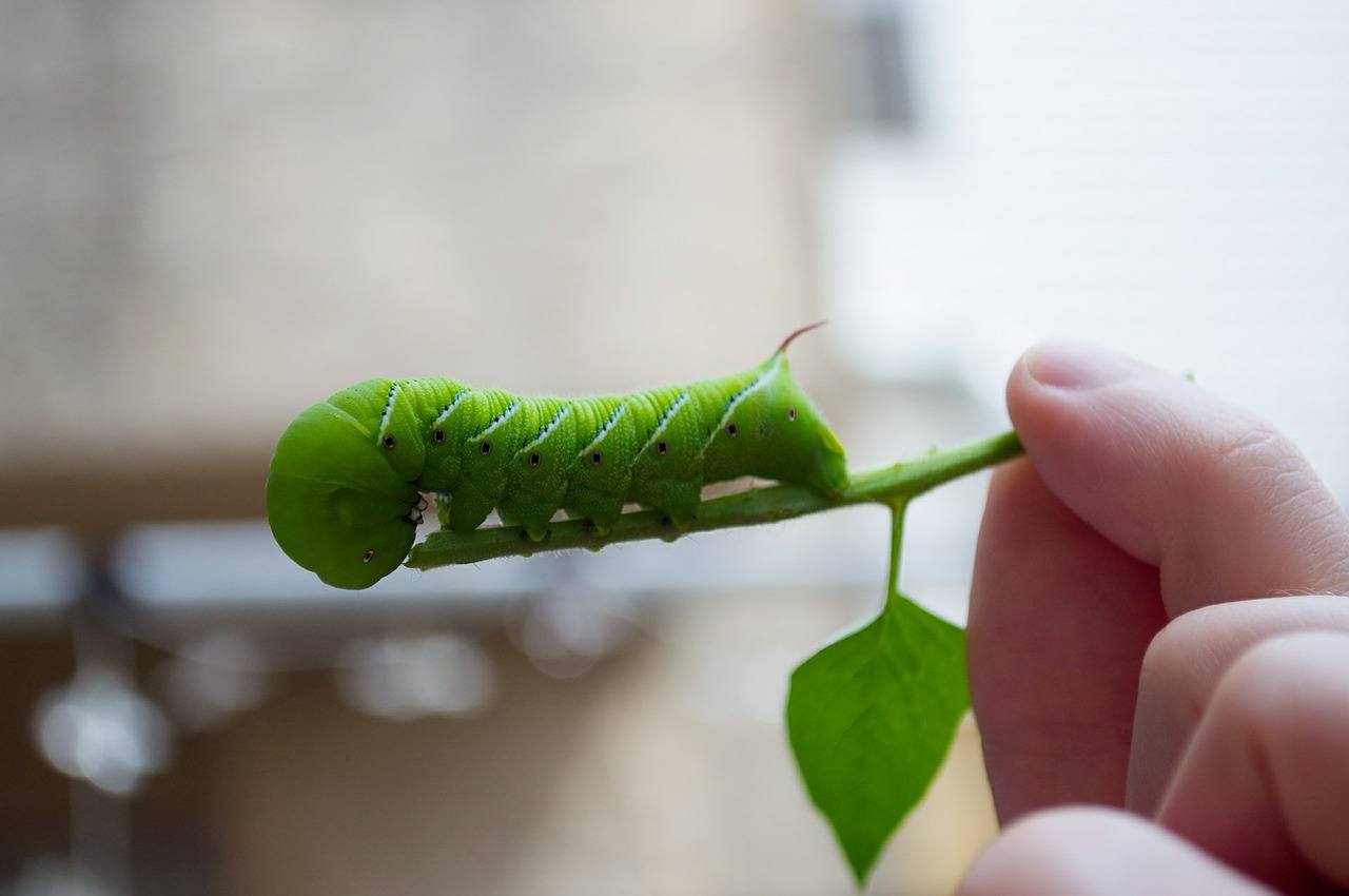 hornworm