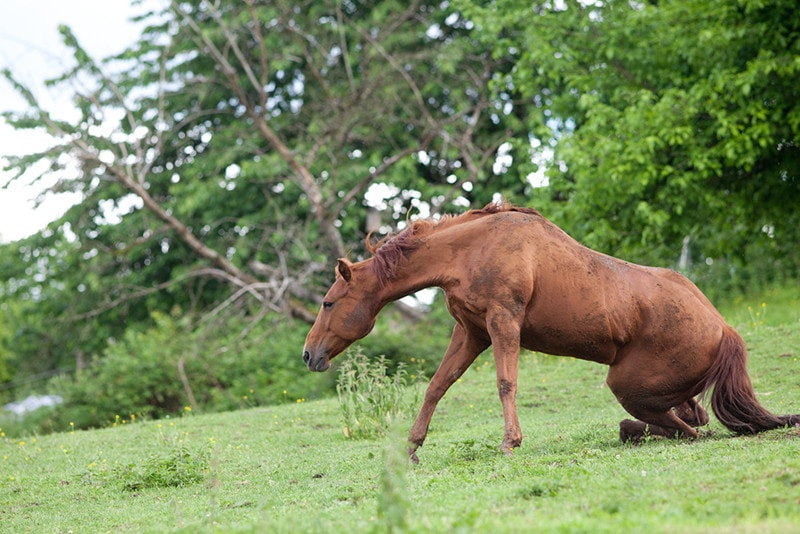 horse accident struggling to stand
