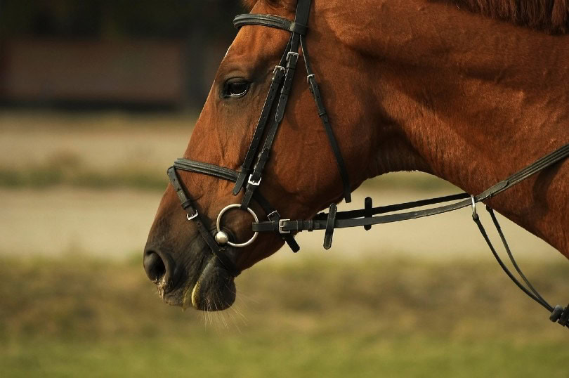 horse bit