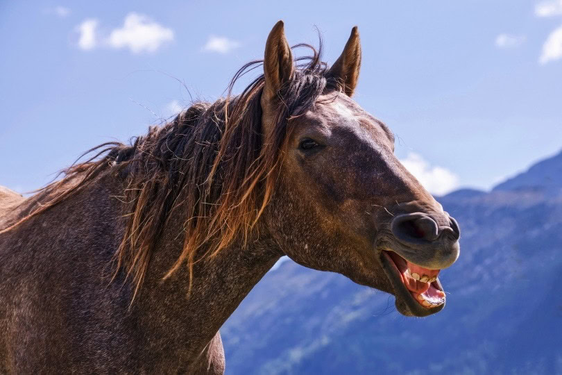 horse dental_suju-foto_Pixabay