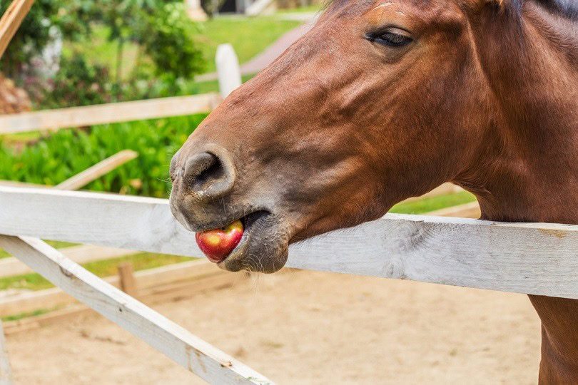 horse-eating-an-apple_SergeyPerm73_shutterstock