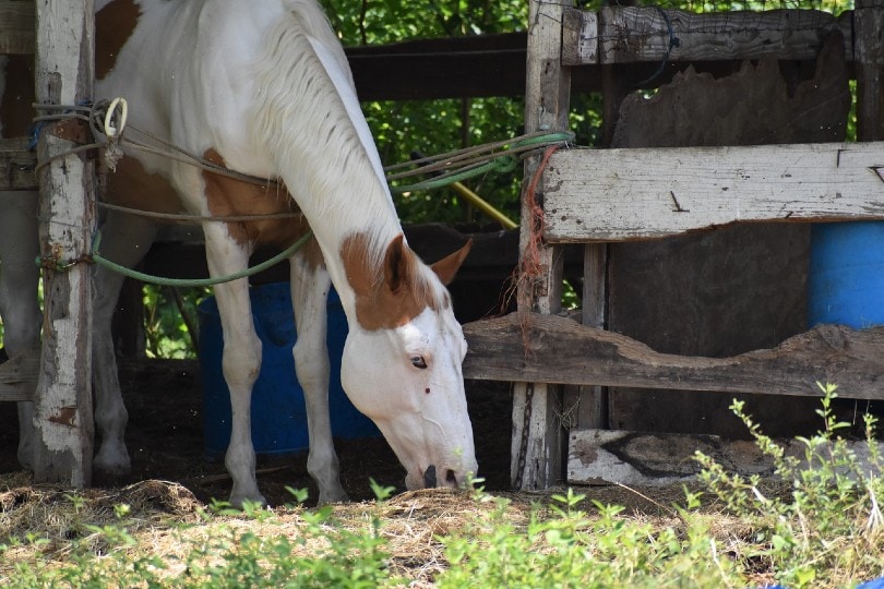 horse eating grass in stable