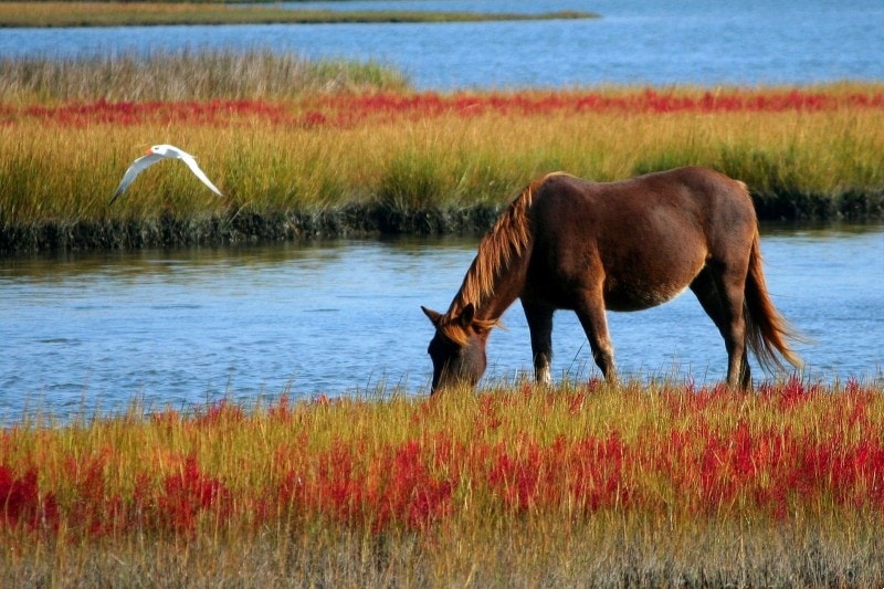 horse eating grass in the field