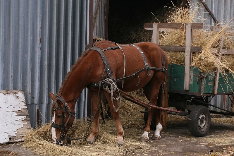 horse eating hay